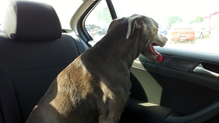 Show Us: Your Shop Dogs (Or Cats, Or Whatever)